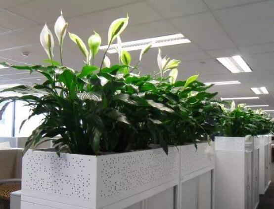 一帆風(fēng)順花的擺放禁忌，忌光線太強(qiáng)與溫度極低處