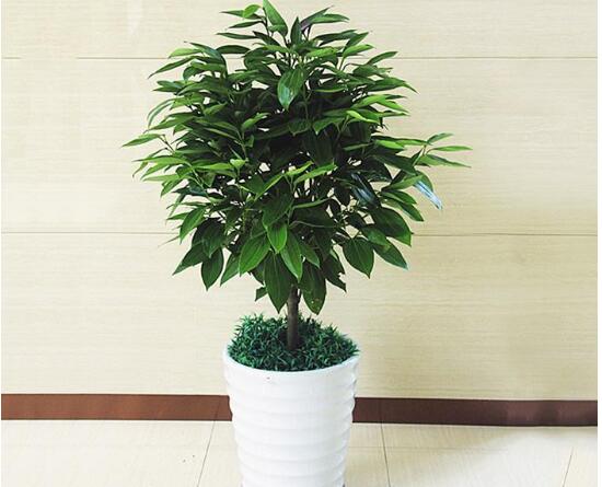 平安樹爛根怎么辦，平安樹爛根處理方法