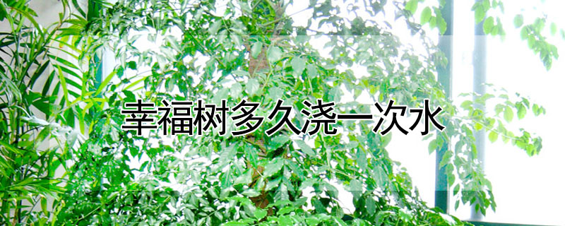 幸福樹(shù)多久澆一次水