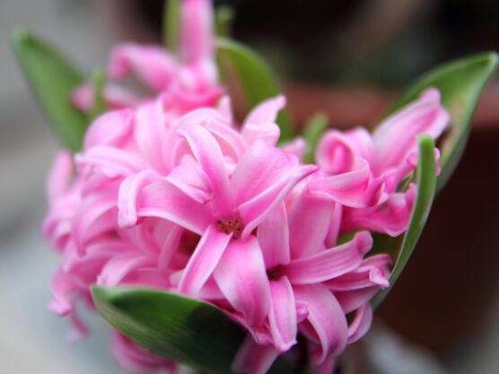 風(fēng)信子盆栽怎么種植，擇飽滿種球、露出土壤2厘米(存活最高)