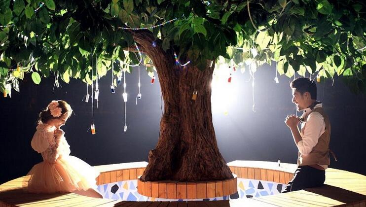 幸福樹的養(yǎng)護(hù)，栽種土壤和水份的施加都要注意