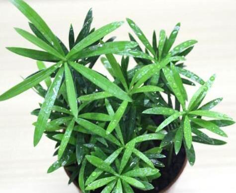 迷你羅漢松的養(yǎng)殖方法，簡單好養(yǎng)的四種方法