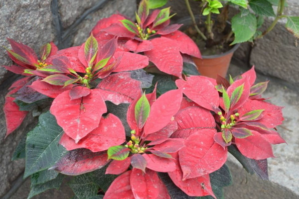 一品紅冬天怎么養(yǎng)，保證環(huán)境溫度不低于10℃