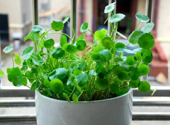 銅錢草的禁忌擺放位置，只要注意這四大位置便可