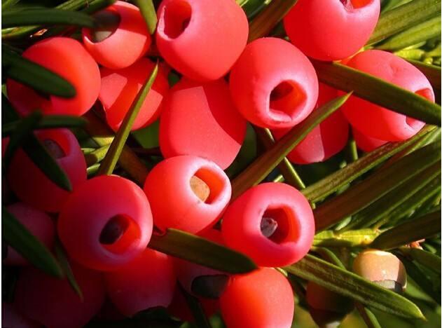 紅豆杉病蟲害的防治方法，莖腐病和白絹病是罪魁禍首