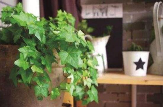 常春藤用淺盆還是深盆，深、淺盆都合適