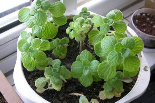 北方怎么養(yǎng)殖碰碰香，必須要做好以下5點(diǎn)