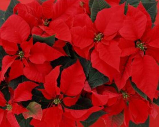 一品紅花語寓意是什么，代表著為你一路降妖除魔