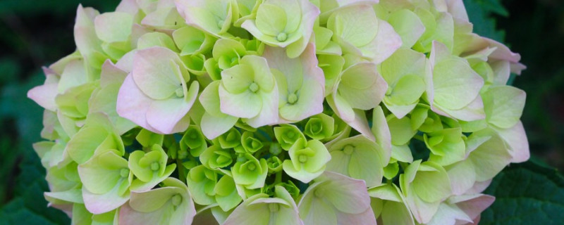 繡球花不長(zhǎng)花苞怎么辦