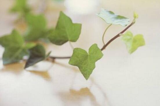 常春藤和爬山虎的區(qū)別，三個(gè)方法教你簡(jiǎn)單分辨