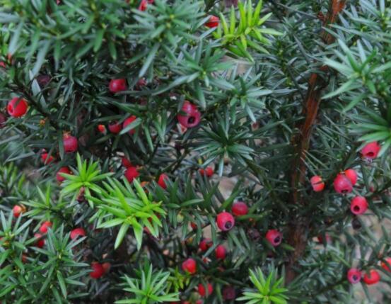 家養(yǎng)紅豆杉有什么好處，延年益壽、身體健康、長(zhǎng)壽幸福