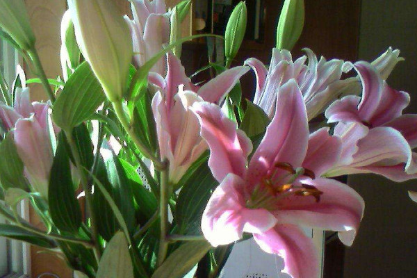 盆栽百合什么時候打頂