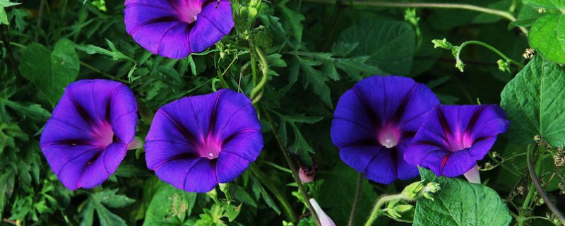 牽?；ㄊ鞘裁粗参? data-excb=