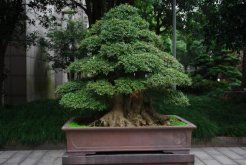 榕樹盆景的四季養(yǎng)護技巧，夏冬兩季的養(yǎng)護最為關(guān)鍵