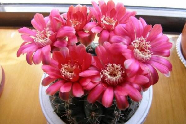 仙人球花和曇花的區(qū)別，顏色、大小、花瓣都可以進行區(qū)分