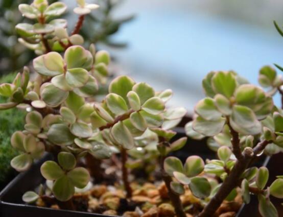 雅樂之舞冬天怎么養(yǎng)，只需要做好四點基本步驟