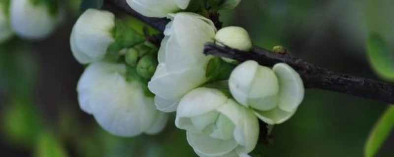 銀長壽海棠怎么養(yǎng)護