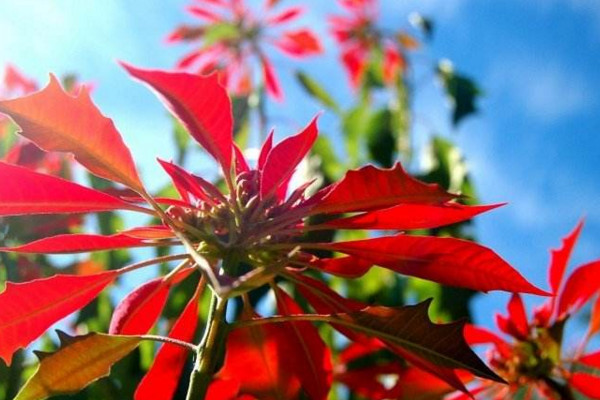 一品紅怎么養(yǎng)