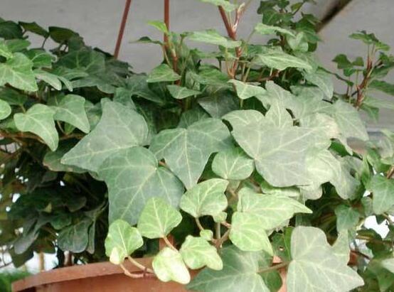 常春藤開花嗎，花期從秋季一直到春季