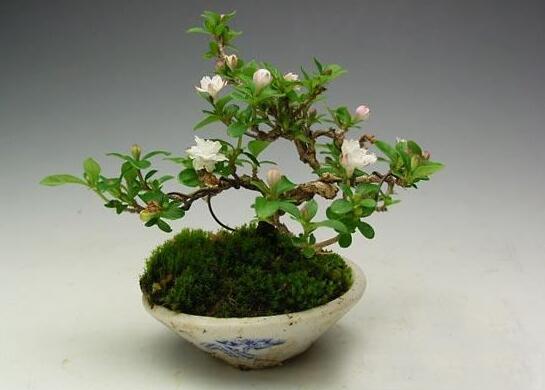 六月雪樹葉發(fā)黑怎么辦，找清原因及時救治（三種原因及解決方法）