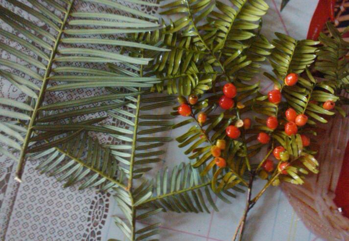 紅豆杉泡水喝有什么作用，不光抗癌還利尿消腫