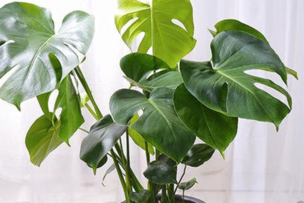 龜背竹的根都長到外面了怎么辦