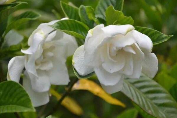 茉莉花怎么養(yǎng)