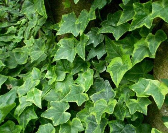 常春藤的水培方法，四個步驟讓你的常春藤郁郁蔥蔥