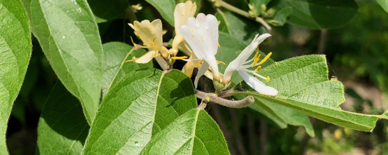 金銀花秋后什么時(shí)候澆水好