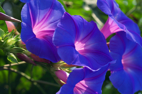 牽?；ú粫裉枙_花嗎