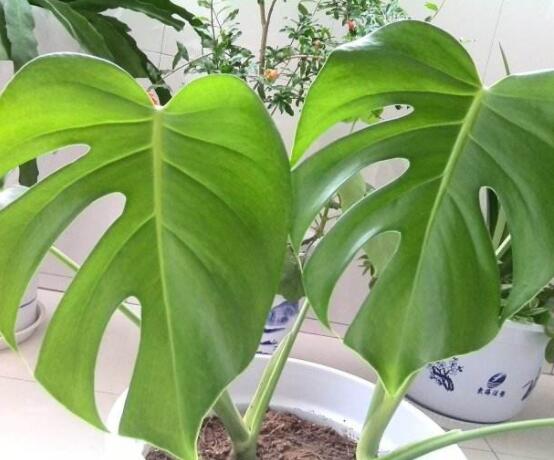 小龜背竹有毒嗎，毒性較輕/避免接觸汁液即可