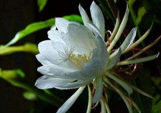 曇花多長時間澆水，只需要保證盆土微濕潤環(huán)境即可