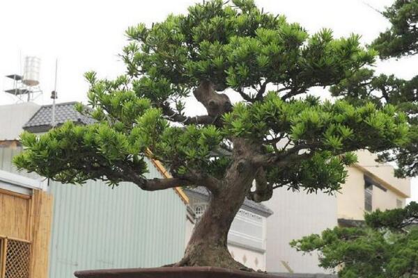 羅漢松用什么肥料快長，不同的時期對養(yǎng)分的需求不同