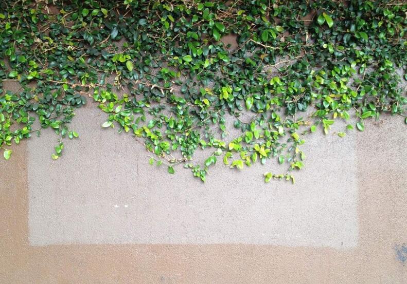 常春藤有什么作用，綠化環(huán)境又凈化空氣