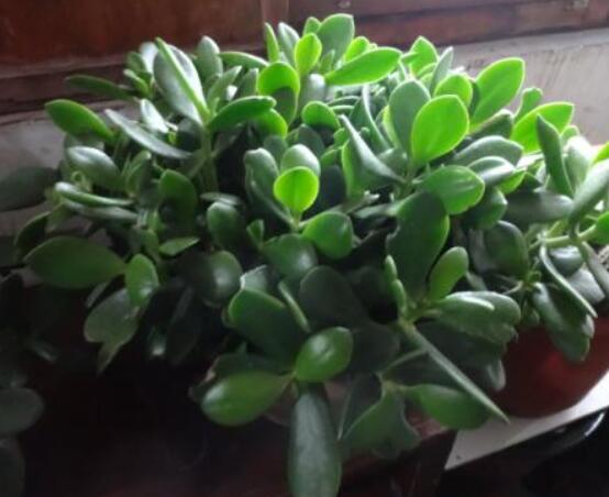 盆栽燕子掌的養(yǎng)殖方法，教你八大基本方法可生長(zhǎng)的青翠碧綠