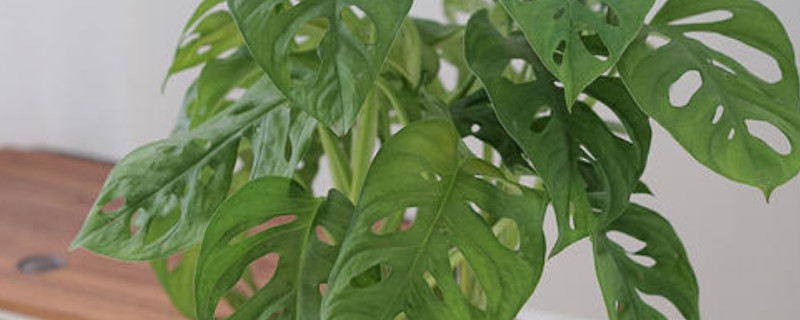 龜背竹在北方能養(yǎng)活嗎