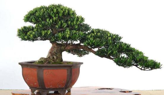 盆栽羅漢松怎么養(yǎng)，盆栽羅漢松養(yǎng)殖方法
