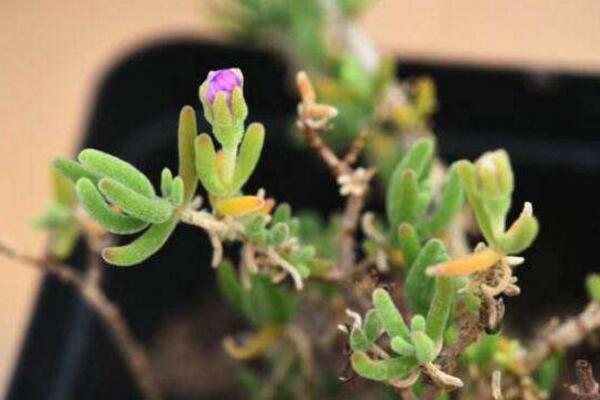 碧光環(huán)會開花嗎，會開/但開花難度較大