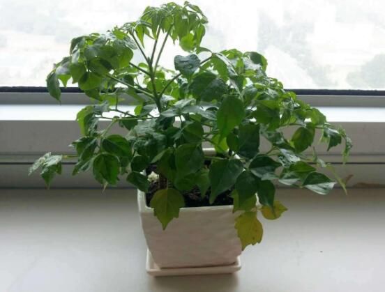 幸福樹的寓意，象征著家庭和美，幸?？鞓? src="/nongchan/d/file/20201223/rkwmszkhzsx.jpg" style="width: 550px; height: 403px;" / data-V4Z3="fUNwX2"></p>
<p data-YOk5="7GbJnX">
	<strong data-KrcE="zSLpRx">1、</strong>大家都知道幸福樹是一種十分優(yōu)美的植物，它的花期之長、花香清淡、花色鮮艷美麗，令人賞心悅目。那么幸福樹的寓意是什么呢?寓意著家庭和美，幸?？鞓?。</p>
<p data-zDKb="06xZgg">
	<img alt=