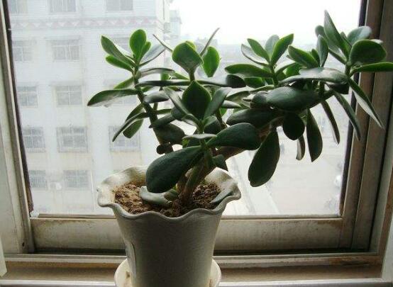 玉樹花幾年開花，掌握五大要點可年年開花