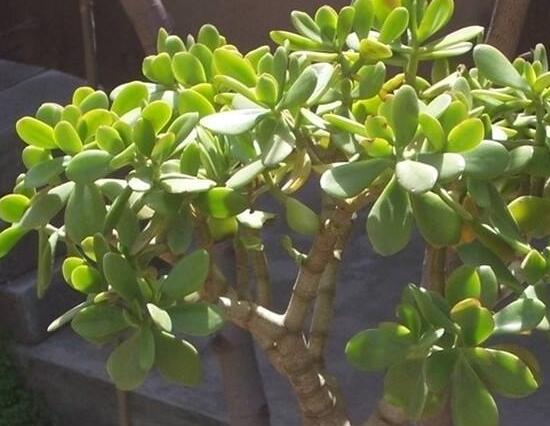 玉樹葉子為什么會(huì)發(fā)黃，玉樹葉子發(fā)黃怎么辦