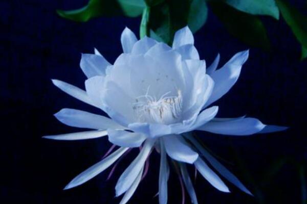 曇花抽桿子了怎么養(yǎng)