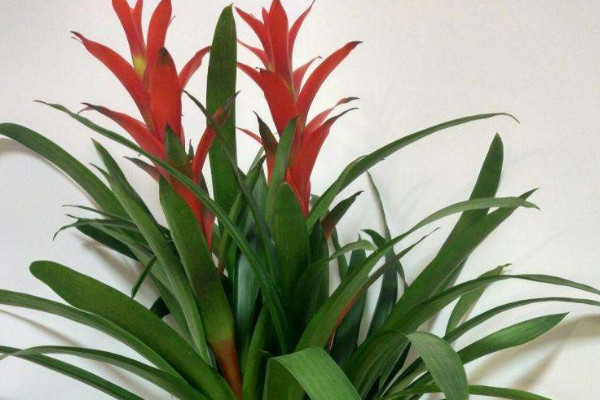 鴻運當(dāng)頭花怎樣移植