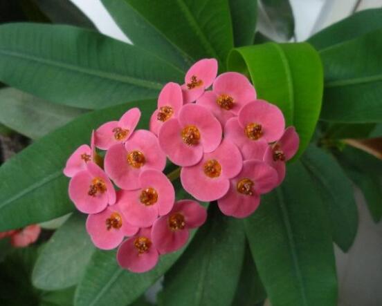 虎刺梅的繁殖方法，教你兩種最常用的繁殖方法(扦插與組培)