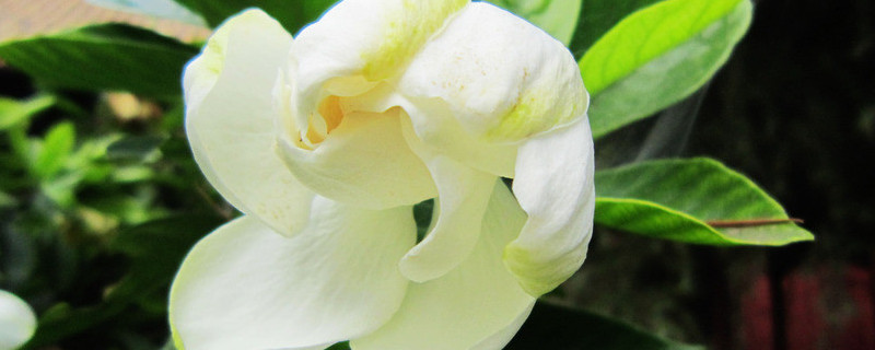 梔子花和桂花哪個(gè)香