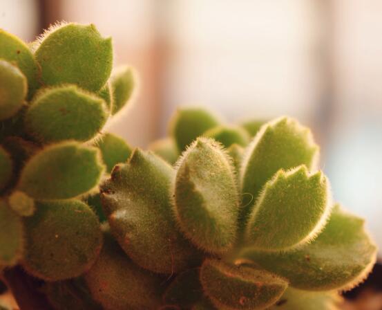 熊童子好養(yǎng)嗎，好養(yǎng)/做好五個(gè)要點(diǎn)生長(zhǎng)茂盛美觀