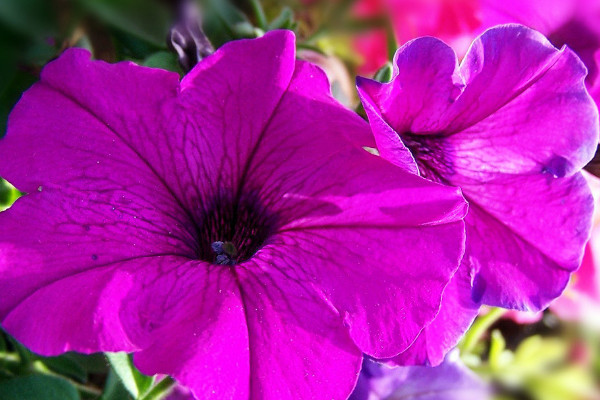 牽?；ǚN子怎么水培