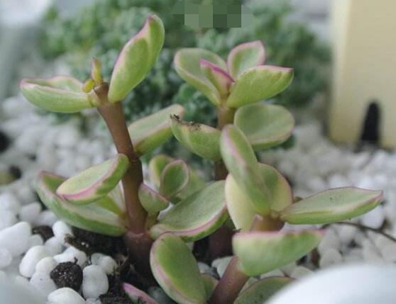 雅樂之舞冬天怎么養(yǎng)，只需要做好四點基本步驟