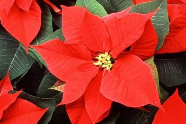 新買(mǎi)回來(lái)的一品紅怎么養(yǎng)