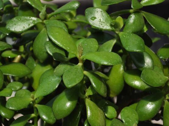 玉樹如何施肥，做到薄肥勤施原則(春夏秋冬)